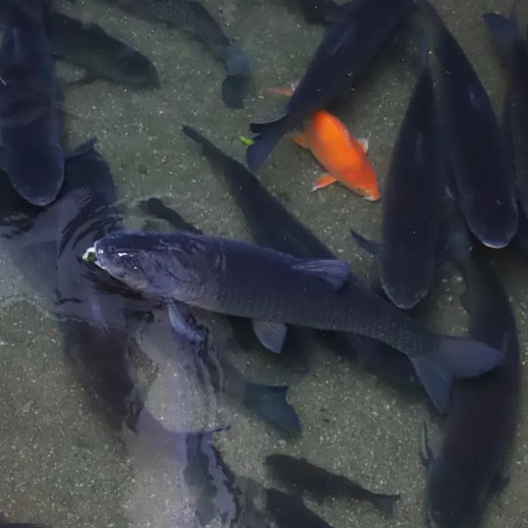 水產養殖水質監測系統應用方案